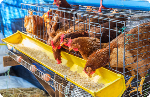 动物饲料颗粒生产线