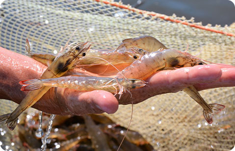 动物饲料颗粒生产线