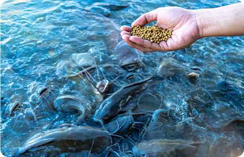 动物饲料颗粒生产线