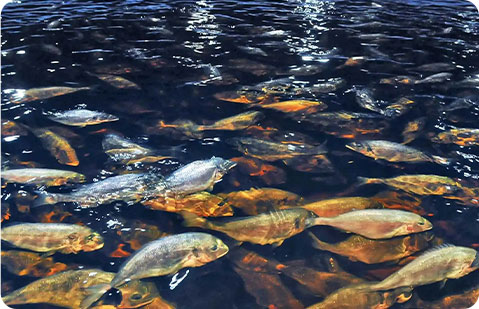 定制饲料颗粒厂